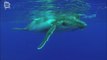 Baleine a bosse (Megaptera novaeangliae)