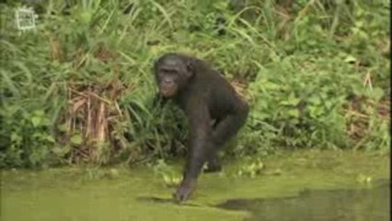 Bonobo ou chimpanze nain (Pan paniscus)