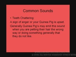 Common Guinea Pig Sounds