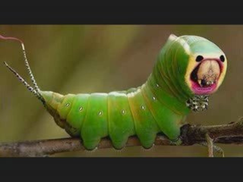 La chanson de l'hélicoptère