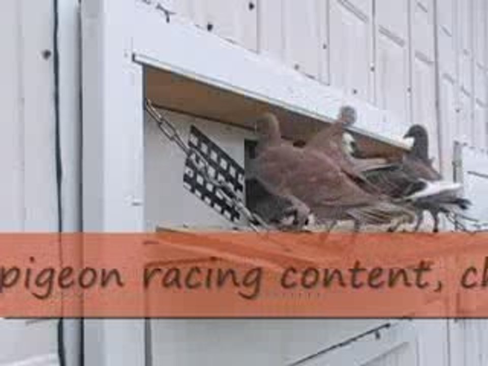 Pigeon Pal's Daily Racing Club 81 A Very Close Race