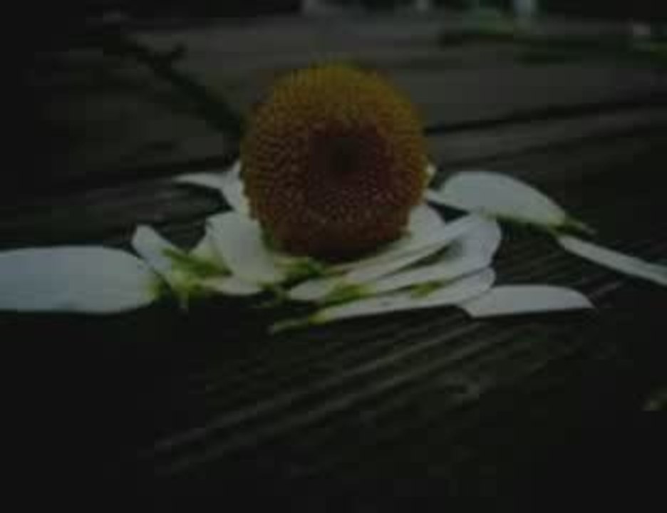 Yaşar & Yildiz Usmanova - Seni Severdim