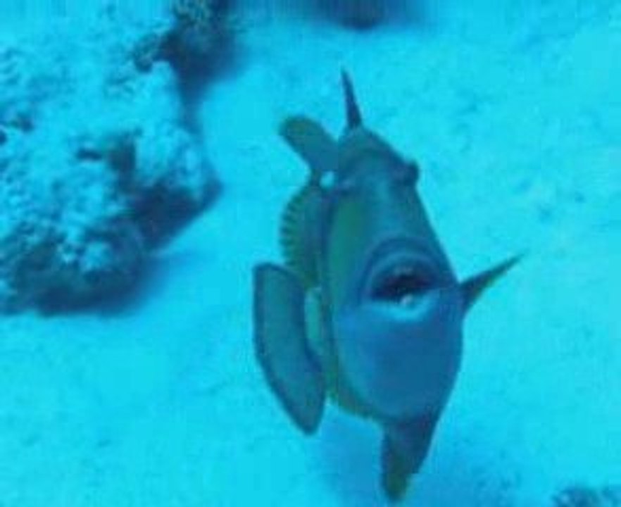 1/8 Pingouin malin en croisière plongée Egypte Nord