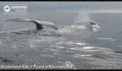 Avec les Baleines à Bosses - Groënland Est