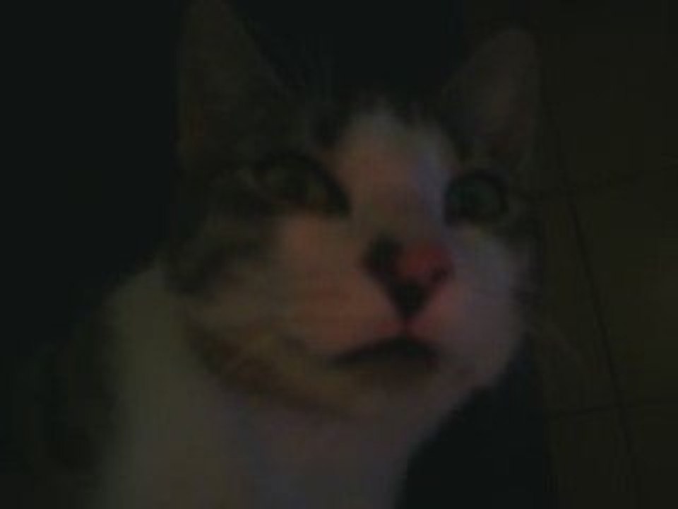 chat qui aime les caresses