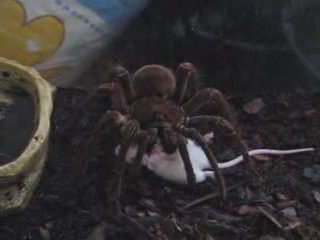 Largest Tarantula On Earth Vs Mouse