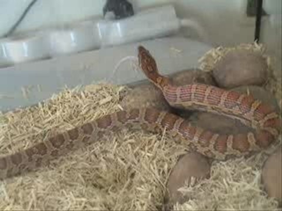 Corn Snake Salwa Eating 2 Big Mice