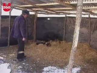 Domuz Kopek Yavrularını Evlat Edindi