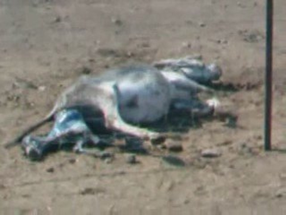 Donkey Giving Birth