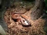 Radiated Rat Snake Gives Birth Lays Eggs