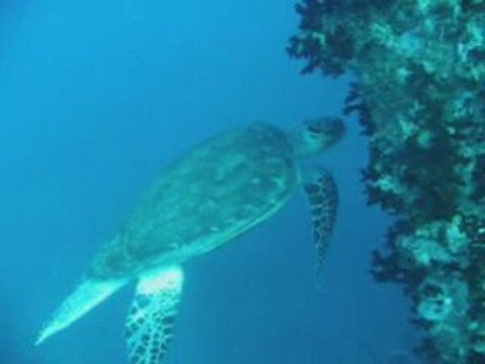 4/8 Thistlegorm egypte 2009 pingouin malin 1ere partie