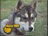 Club de chiens de traineau husky et alaskan dans la somme