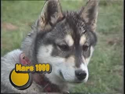 Club de chiens de traineau husky et alaskan dans la somme