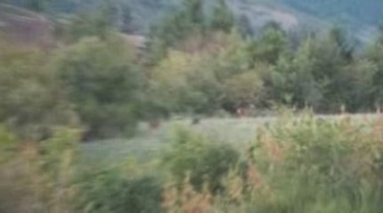 Le brame du Cerf 2009 au domaine de Raboulet.