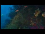 Docu Cousteau extrait 2