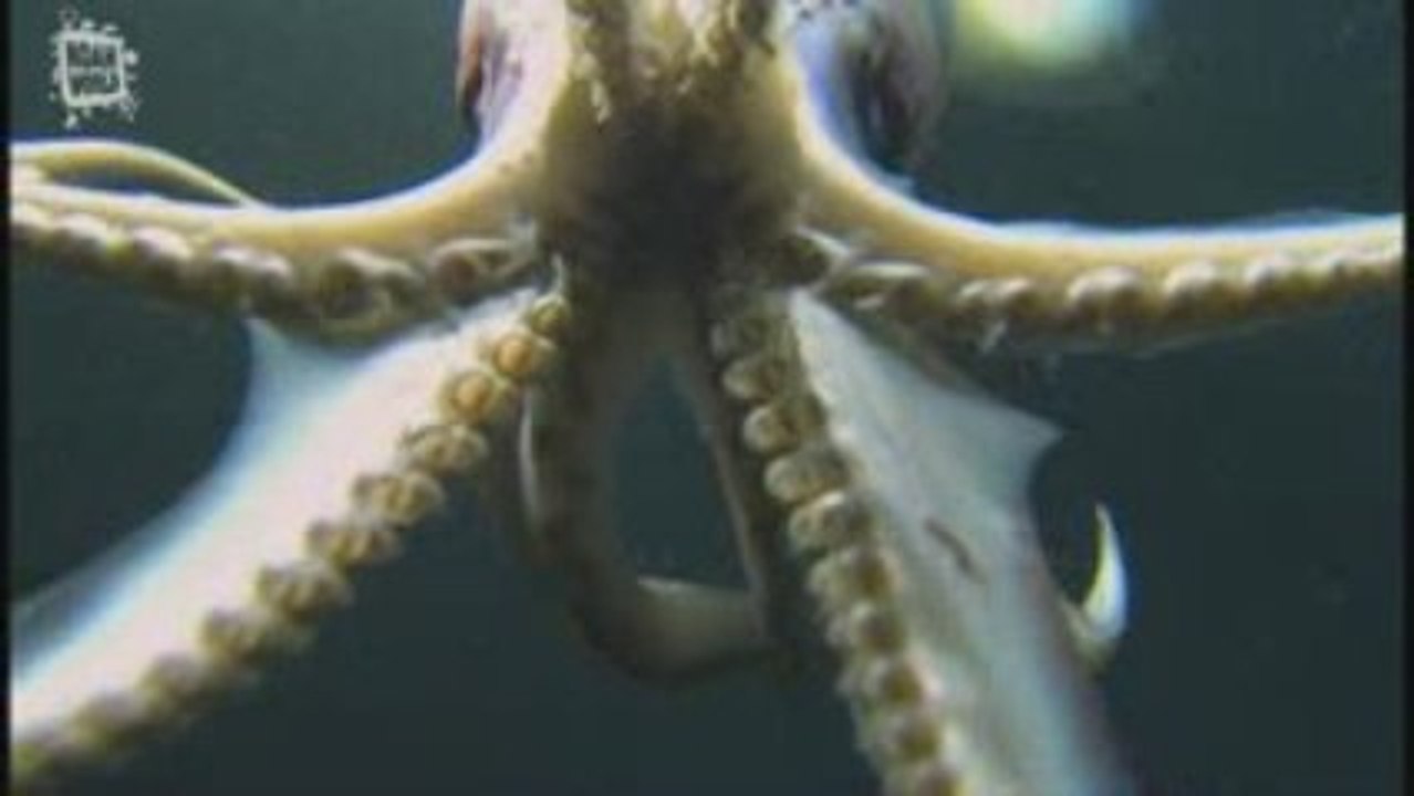 Calamar de Humboldt (Dosidicus digas) 2