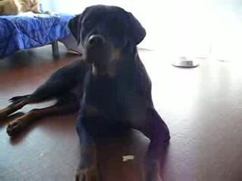 cayenne refus d'appat