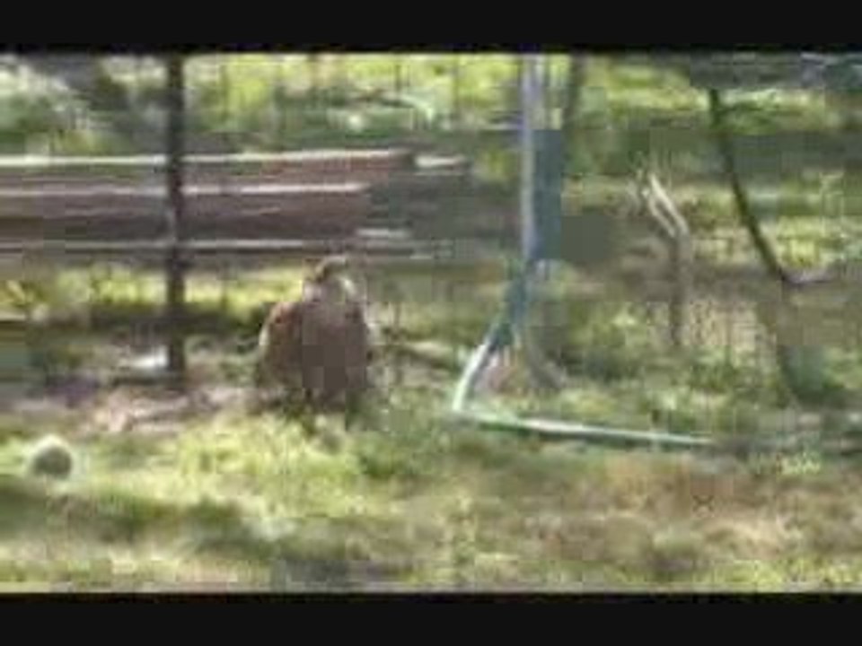 English Bulldog Puppies for sale @ Puppy Match 4 You