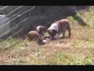 English Bulldogs for sale @ Puppy Match 4 You