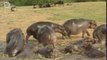 African Buffalo - Buffle d'Afrique (Syncerus caffer)