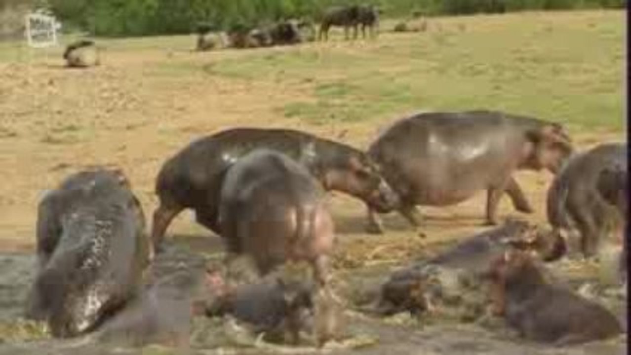 African Buffalo - Buffle d'Afrique (Syncerus caffer)