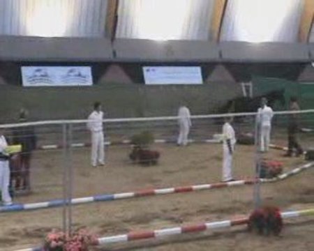 amazing boy du feuillard model et allures saumur 2008