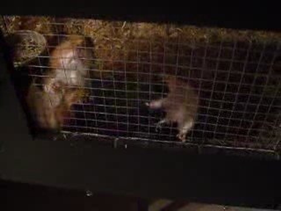 lulu et compagnie