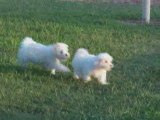 Maltese Puppies for Sale @ Puppy Match 4 You