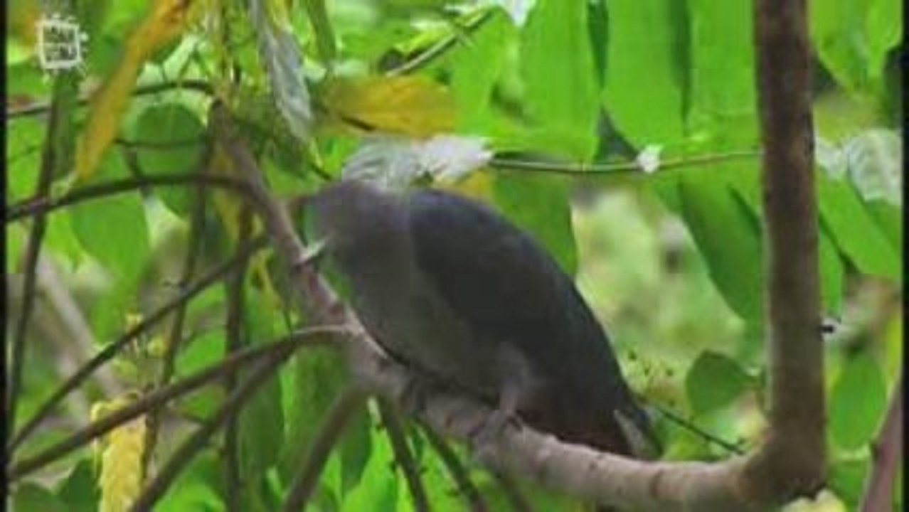 Carpophage des Marquises (Ducula Galeata)
