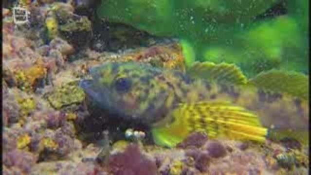 Chabot (Cottus gobio)