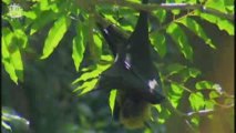 Chauve-souris roussette (Rousettus madagascariensis)