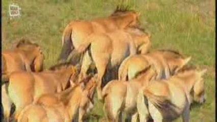 Wild Horse - Cheval de Prjevalski (Equus ferus)