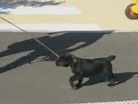 Bouchemaine : Chiens Guides d'Aveugles de l'Ouest