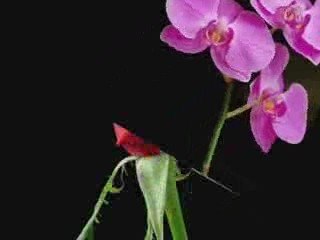 Florist Manhattan (Florist Mahattan ny) FREE!