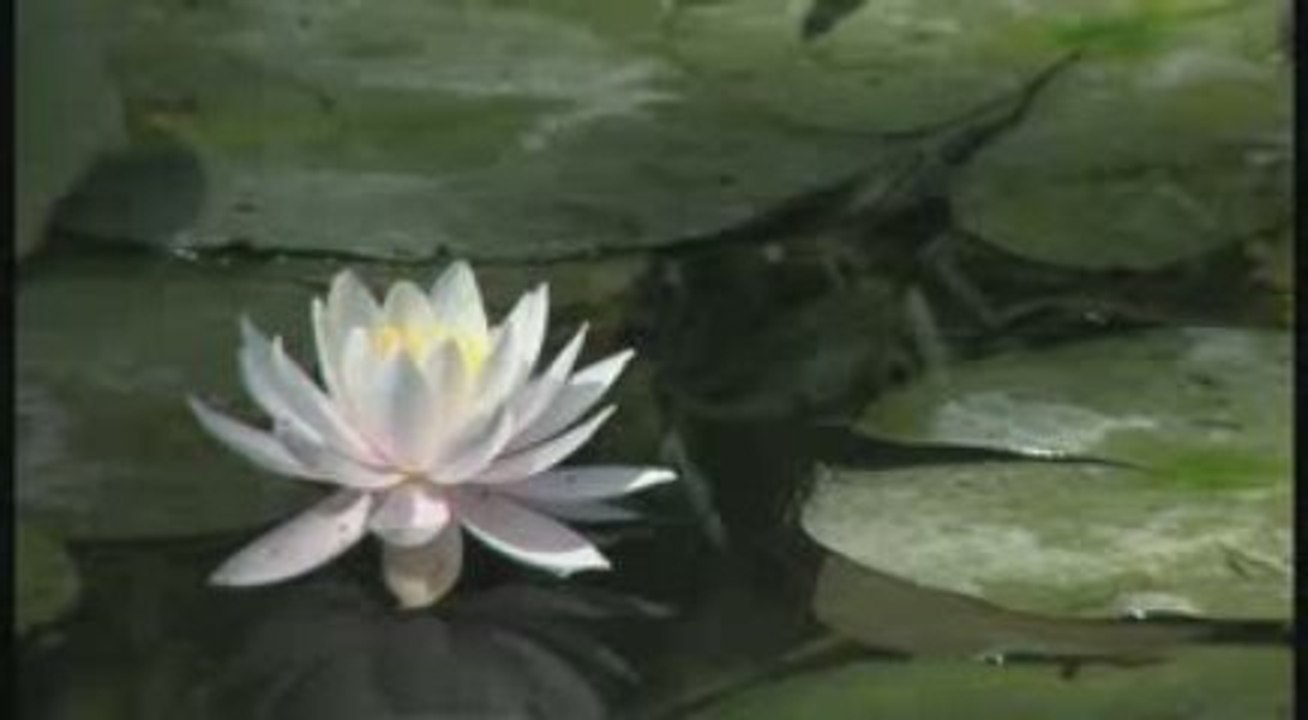 LES JARDINS AQUATIQUES