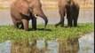 Elephant d'Afrique de savane (Loxodonta africana)