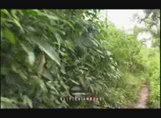 African Snakes Tamer's