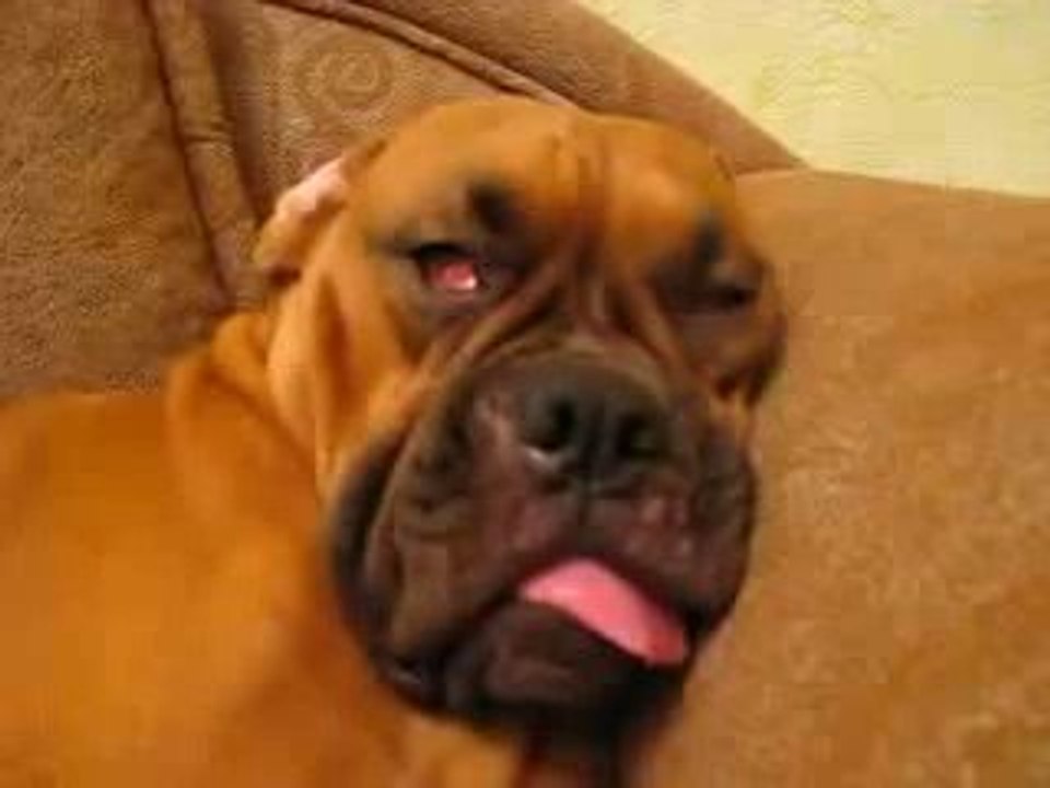 Orrendi incubi canini!