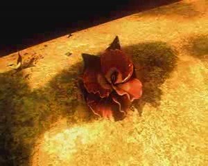 La bande annonce dont on peut pas dire le titre