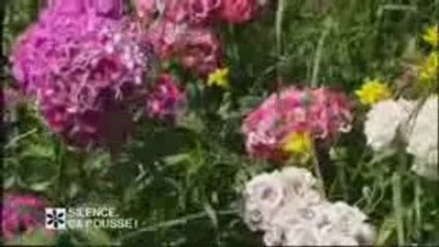 marais de la brière