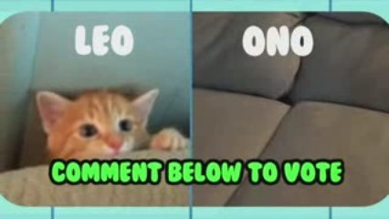 Crazy Couch Pets! Animal Idol 004