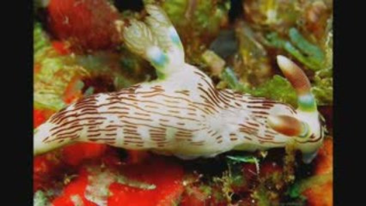 Les Nudibranches...