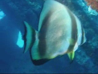 3/8 Carnatic avec pingouin malin