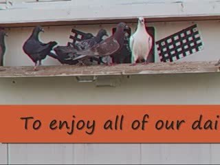 Pigeon Pals Daily Racing Club News 82 SpottyJr Wins