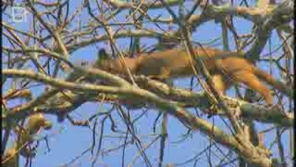 Fossa Fouche (cryptoprocta ferox)