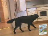 Dog Clicker Training - Learn About Clicker Training For Dogs