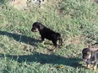 Puggle Puppies for Sale @ Puppy Match 4 You