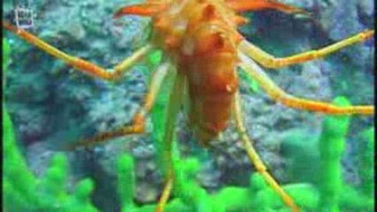 Epichura du Lac Baikal ecrevisse (Astacus)