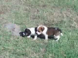 Puggle Puppies for Sale @ Puppy Match 4 You