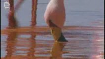 Flamand rose de James (Phoenicopterus jamesi)